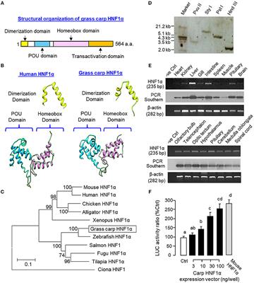 Novel Mechanisms for IGF-I Regulation by Glucagon in Carp Hepatocytes: Up-Regulation of HNF1α and CREB Expression via Signaling Crosstalk for IGF-I Gene Transcription